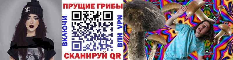 Купить закладки  Михайловск  Галлюциногенные грибы Psilocybine cubensis 